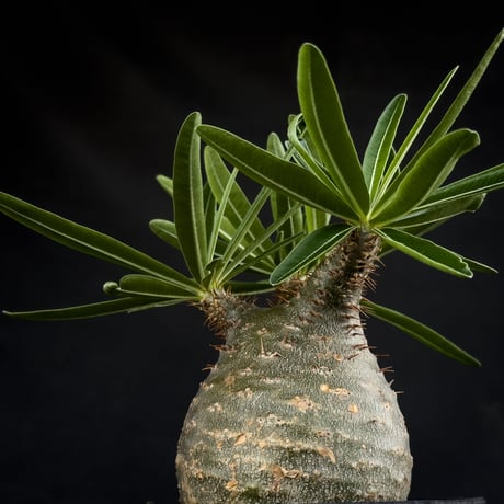 【Premium Line】 Pachypodium rosulatum var. gracilius / パキポディウム グラキリス 【微発根】+ 黒鉄【KUROGANE】