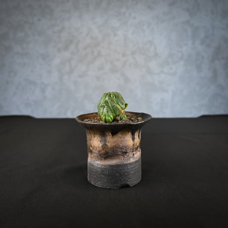 Euphorbia obesa hyb ’ Bonten ’ f. monstrosa  / ユーフォルビア オベサ 梵天 石化 【実生】 + 信楽焼