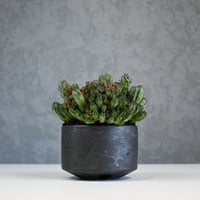 Euphorbia horrida f.monstrosa ' varietas ' / ユーフォルビア ホリダ 石化 (モンストローサ) 変異種 紅葉【実生】+ 信楽焼