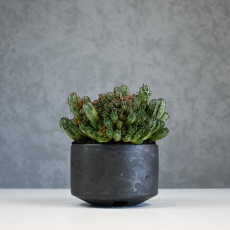 Euphorbia horrida f.monstrosa ' varietas ' / ユーフォルビア ホリダ 石化 (モンストローサ) 変異種 紅葉【実生】+ 信楽焼