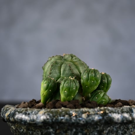 Euphorbia obesa hyb ’ Bonten ’ f. monstrosa  / ユーフォルビア オベサ 梵天 石化 【実生】 + 信楽焼