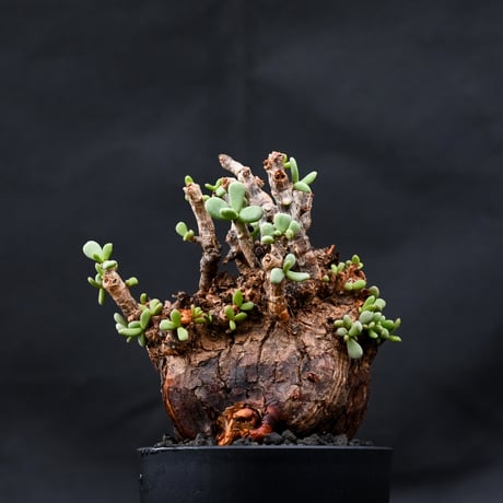 Ceraria pygmaea / ケラリア ピグマエア 【発根済】 [雌雄未判別]
