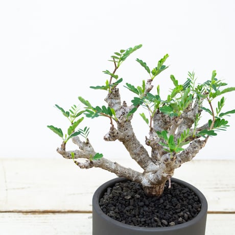 【QUTOTEN. コラボ商品】Senna meridionalis / センナ メリディオナリス 【発根済】 + 利休 -RIKYU-
