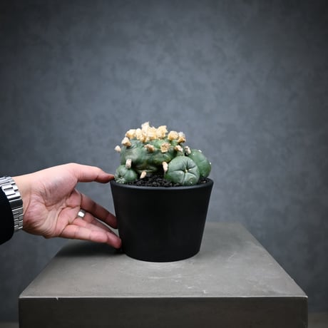 Lophophora diffusa / ロフォフォラ ディフューサ 翠冠玉