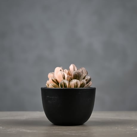 Haworthia cooperi var. truncata 'Maihime' / ハオルチア 特ダルマ型 オブツーサ 錦 舞姫
