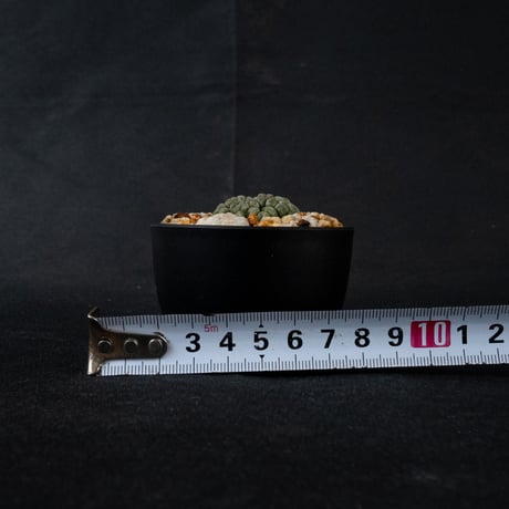 Larryleachia cactiformis / ラリレアキア カクティフォルメ 仏頭玉【発根済】