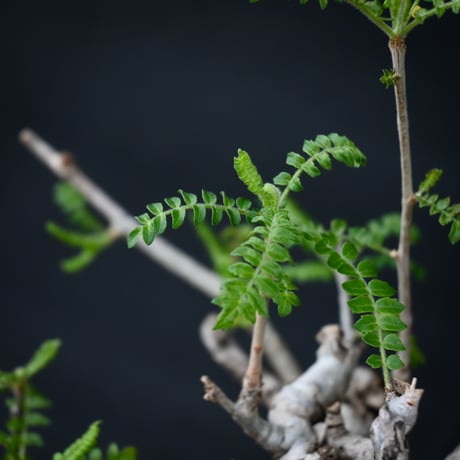 Boswellia neglecta / ボスウェリア ネグレクタ 【発根済】 +  信楽焼