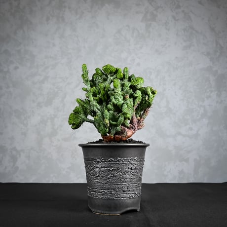 Euphorbia enopla f. monstruosa  / ユーフォルビア エノプラ 綴化 【実生】 + 信楽焼