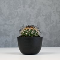 Turbinicarpus alonsoi / ツルビニカルプス アロンソイ 【実生】