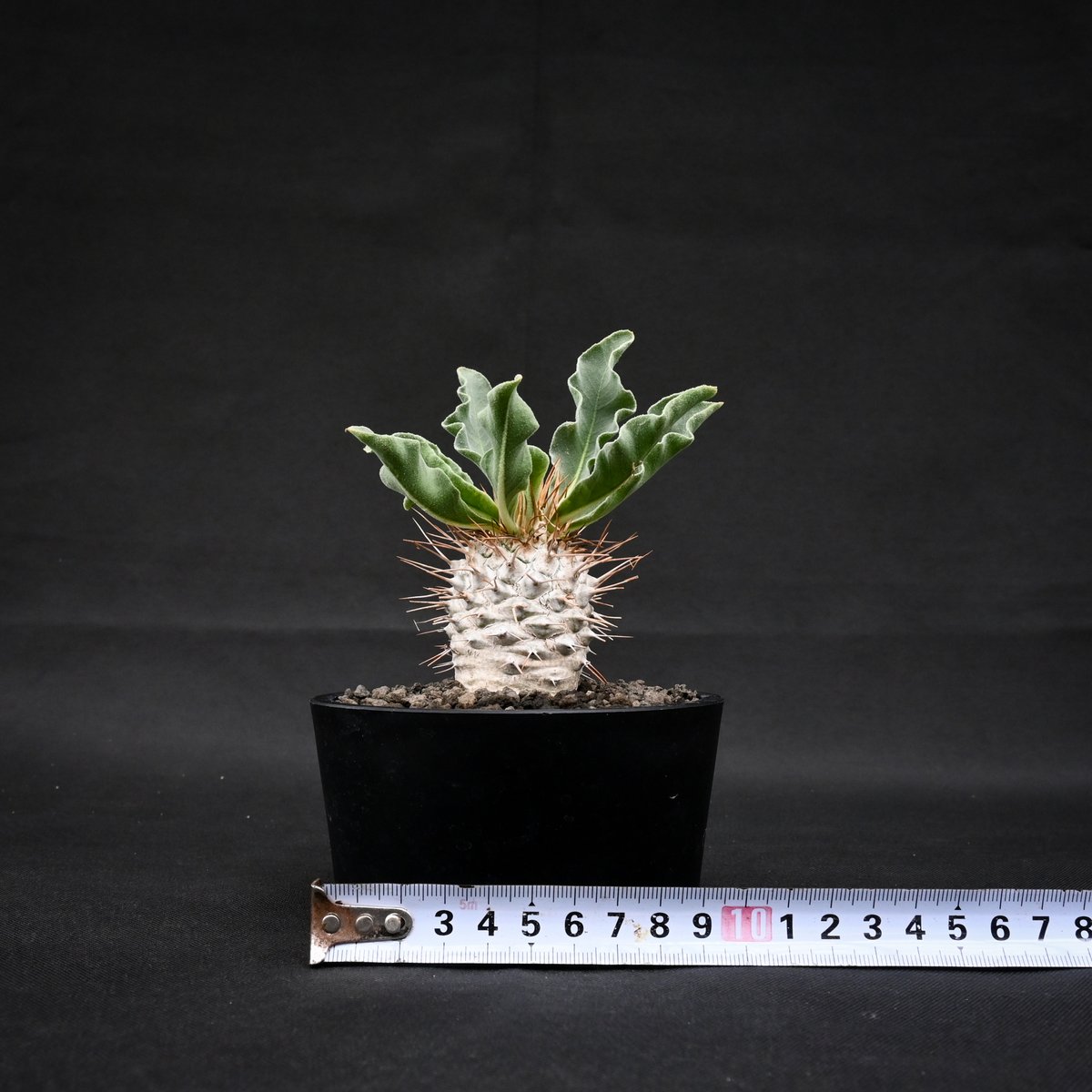 Pachypodium namaquanum / パキポディウム ナマクアナム 【実生