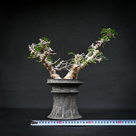 【Premium Line】 Commiphora sp. somalia " Eyl " / コミフォラ エイル 【発根済】 + 【小野瀬 一】