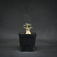 Euphorbia tulearensis / ユーフォルビア トゥレアレンシス 【実生】