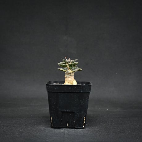 ユーフォルビアトゥレアレンシス | STORES ユーフォルビアトゥレアレンシス | STORES