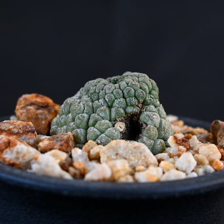 Larryleachia cactiformis / ラリレアキア カクティフォルメ 仏頭玉【発根済】