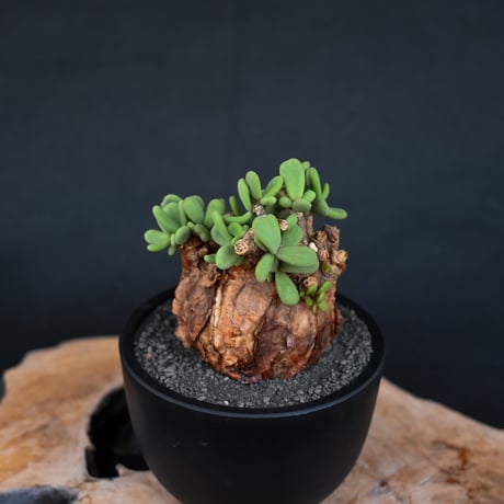 Ceraria pygmaea / ケラリア ピグマエア 【発根済】 [雌雄未判別]