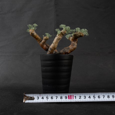 Monsonia multifida  (Sarcocaulon multifidum) / モンソニア ムルチフィダ (サルコカウロン ムルチフィズム) 【微発根】