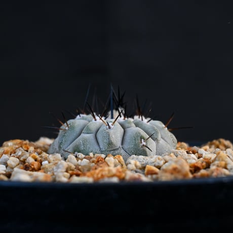 Copiapoa cinerea / コピアポア シネレア 黒王丸 【実生】