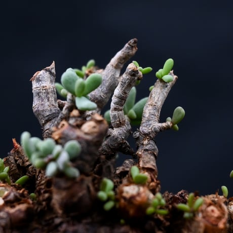 Ceraria pygmaea / ケラリア ピグマエア 【発根済】 [雌雄未判別]
