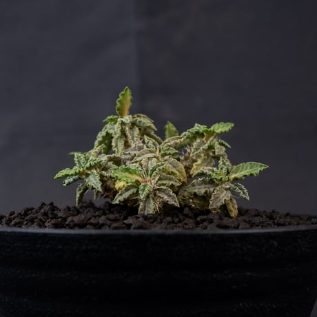 Euphorbia tulearensis / ユーフォルビア トゥレアレンシス 【発根済】