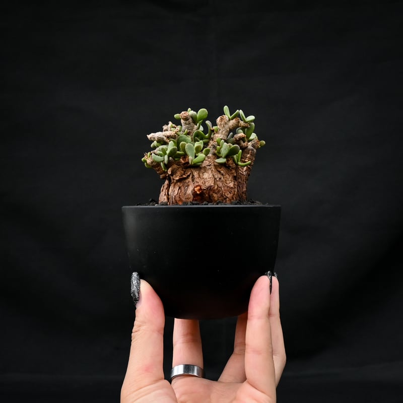 Ceraria pygmaea / ケラリア ピグマエア 【発根済】 [雌雄未判別 Ceraria pygmaea / ケラリア ピグマエア 【発根済】 [雌雄未判別