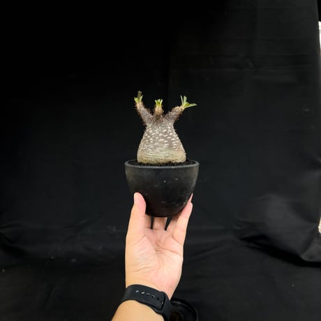 Pachypodium rosulatum var. gracilius / パキポディウム グラキリス 【微発根】