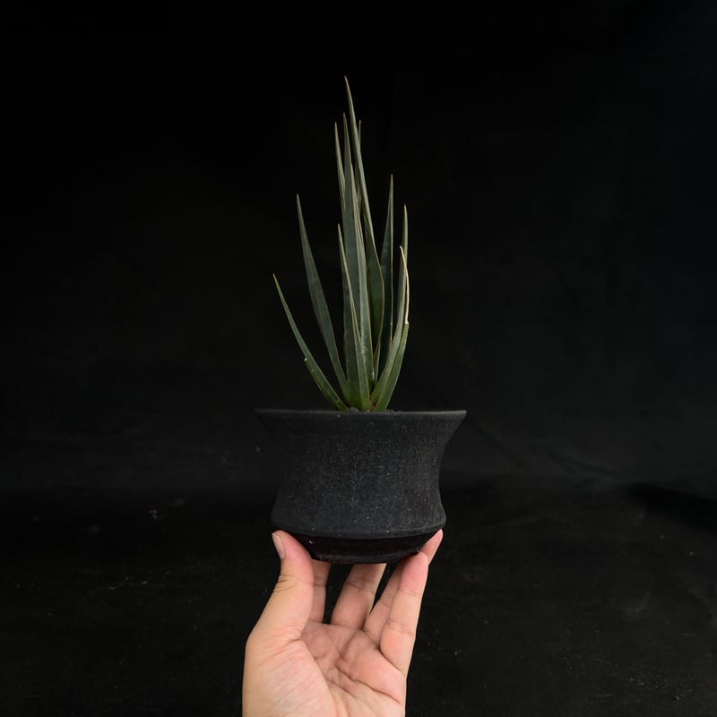 ドラセナシナバリ isla del pescado - Dracaena cinnabari-ドラセナ・シナバリ