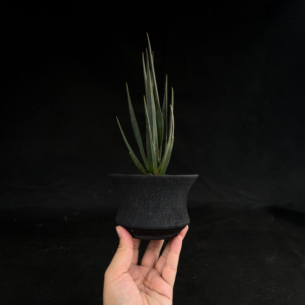 Premium Line】Dracaena cinnabari / ドラセナ シナバリ 【発