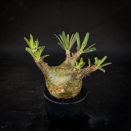 Pachypodium rosulatum var. gracilius / パキポディウム グラキリス 【微発根】