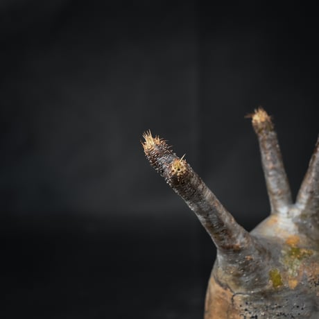 Pachypodium rosulatum var. gracilius / パキポディウム グラキリス 【微発根】