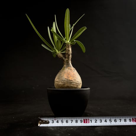 Pachypodium rosulatum var. gracilius / パキポディウム グラキリス 【微発根】