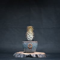 【Premium Line】 Pachypodium ambongense / パキポディウム アンボンゲンセ 【微発根】 + 円 -MADOKA- 蒼鱗 凹 【QUTOTEN.】