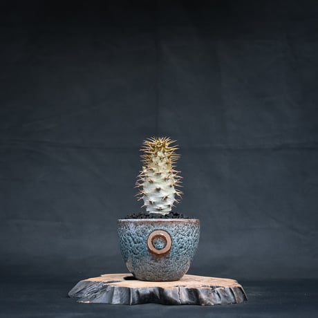 CATEGORY パキポディウム | GREEN MONSTERS