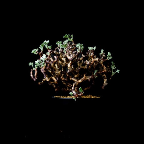 Pelargonium mirabile / ペラルゴニウム ミラビレ (微発根)