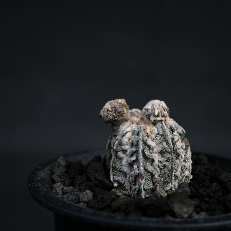 Astrophytum myriostigma f. monstrosa / アストロフィツム 子吹き鸞鳳玉 石化 (モンストローサ) (ランポー)【カキ仔】【自根】