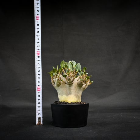 Adenium arabicum super dwarf / アデニウム アラビカム スーパードワーフ【微発根】