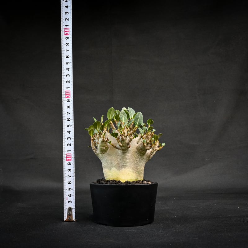 Adenium arabicum super dwarf / アデニウム アラビカム スーパー