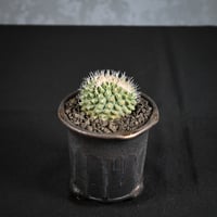 Strombocactus discifromis f. cristata / ストロンボカクタス ディシフォルミス 菊水 綴化 【自根】 + 信楽焼