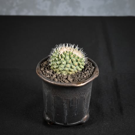 ストロンボカクタス | STORES ストロンボカクタス | STORES