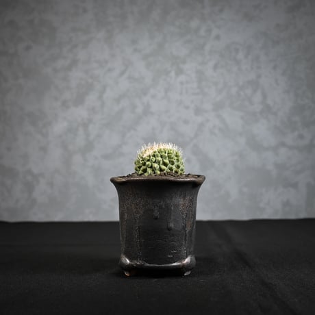 Strombocactus discifromis f. cristata / ストロンボカクタス ディシフォルミス 菊水 綴化 【自根】 + 信楽焼