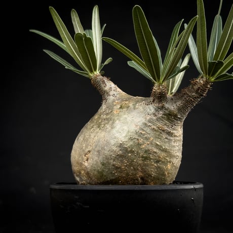 Pachypodium rosulatum var. gracilius / パキポディウム グラキリス 【微発根】
