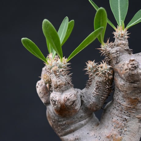 Pachypodium rosulatum var. brevicalyx / パキポディウム ブレビカリクス 【微発根】