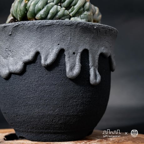 Lophophora williamsii var. cristate / ロフォフォラ ウィリアムシー 鳥羽玉 綴化 【実根】+ 灰黒垂れ