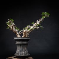 【Premium Line】 Commiphora sp. somalia " Eyl " / コミフォラ エイル 【発根済】 + 【小野瀬 一】