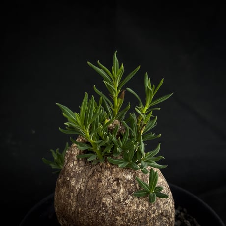 【Premium Line】Pachypodium bispinosum / パキポディウム  ビスピノーサム 【微発根】+ 黒鉄【KUROGANE】