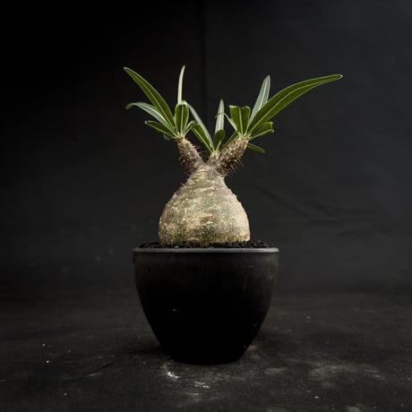 Pachypodium rosulatum var. gracilius / パキポディウム グラキリス 【微発根】