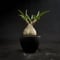 Pachypodium rosulatum var. gracilius / パキポディウム グラキリス 【微発根】
