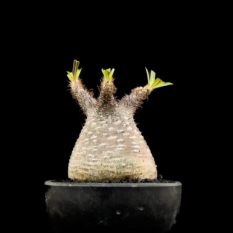 パキポディウム グラキリス Pachypodium gracilius ④ パキポディウム グラキリス 実生／Pachypodium gracilius no.