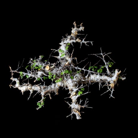 Commiphora sp. somalia eyl / コミフォラ エイル (微発根)