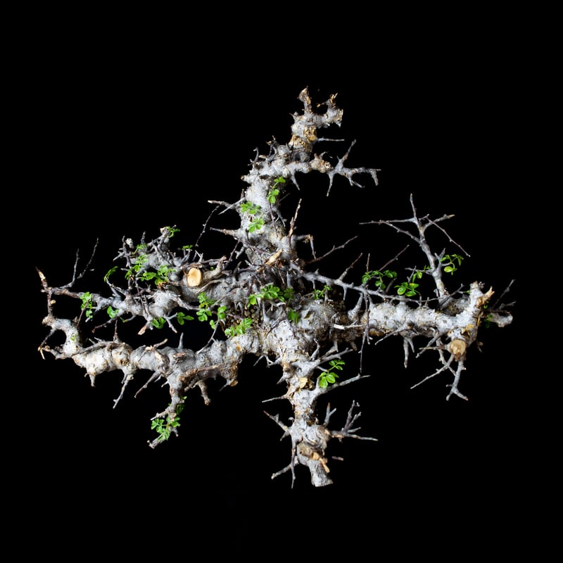 Commiphora sp. somalia eyl / コミフォラ エイル (微発根) | Commiphora sp. somalia eyl / コミフォラ エイル (微発根) |