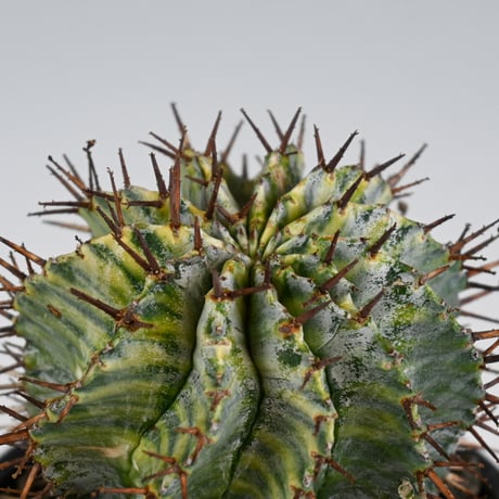 Euphorbia horrida variegated / ユーフォルビア ホリダ 錦 (斑入り) 【発根済】